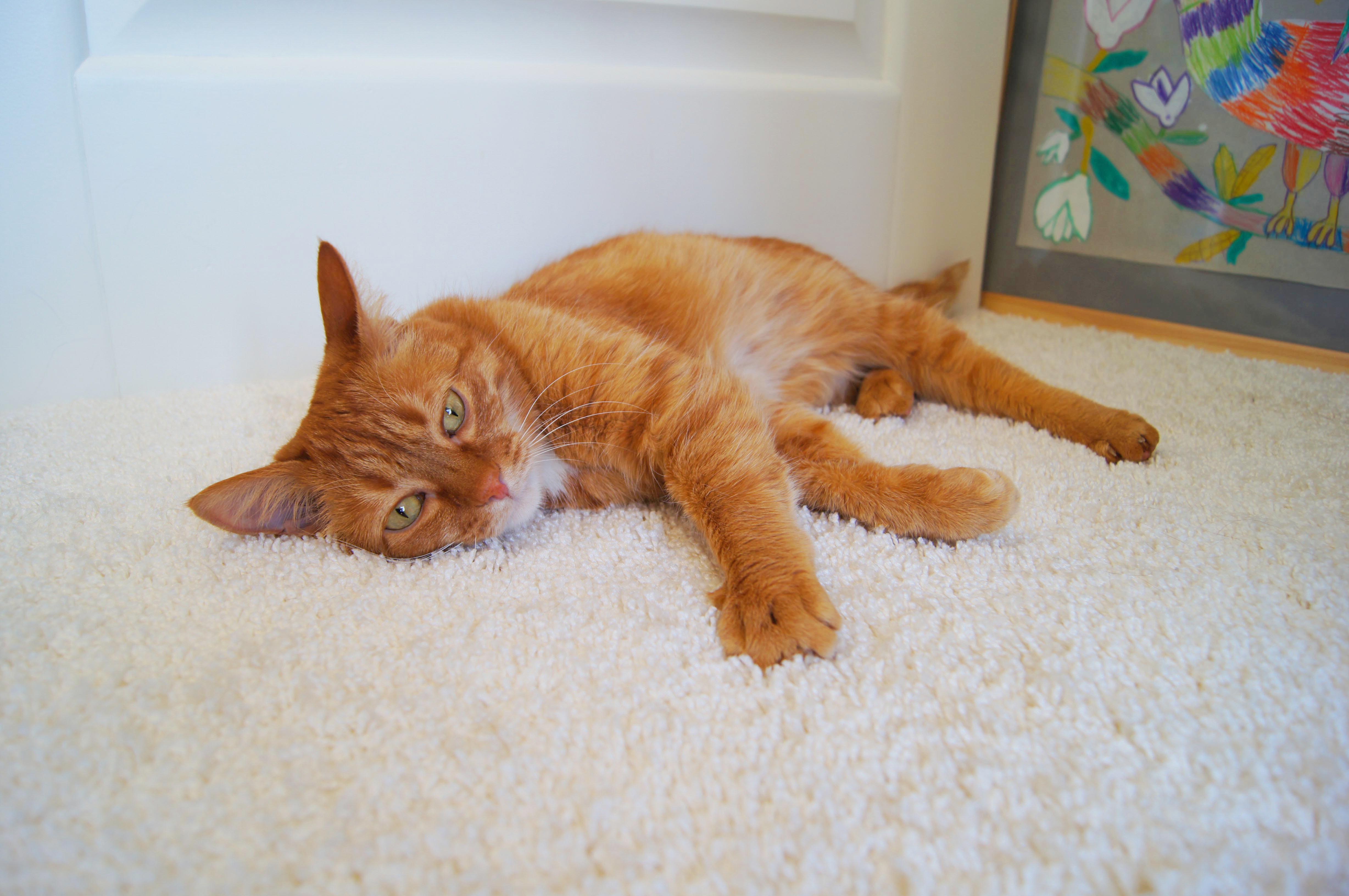 Ковролин "Зартекс" Amarena 140 бежевый (4м) — купить в Брянске